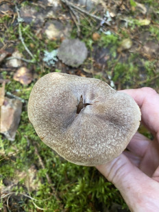 Гриб из Лен.область