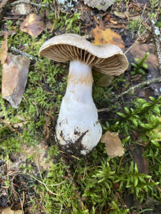 Гриб из Лен.область