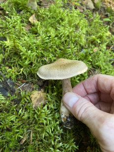 Гриб из Лен.область