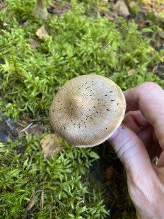 Гриб из Лен.область