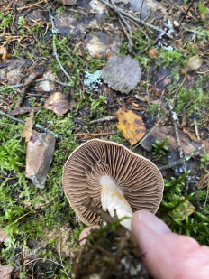 Гриб из Лен.область