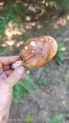 Гриб из Москва