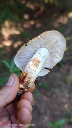 Гриб из Москва