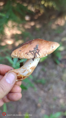 Гриб из Москва