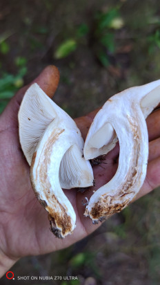 Гриб из Москва