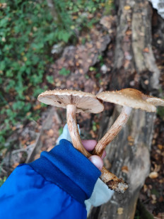 Гриб из Москва