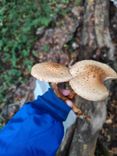 Гриб из Москва