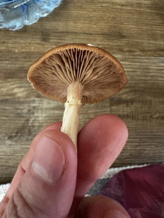 Гриб из Можайск