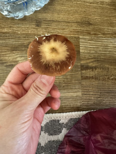 Гриб из Можайск