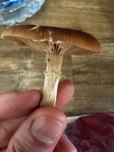 Гриб из Можайск