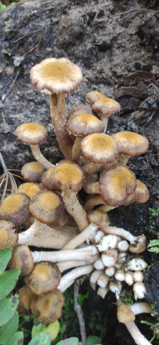 Гриб из Зеленогорск