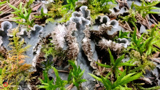 Гриб из Москва