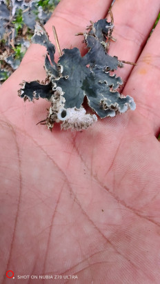 Гриб из Москва