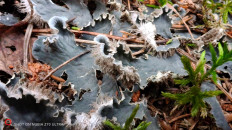 Гриб из Москва