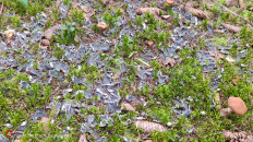 Гриб из Москва