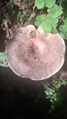 Гриб из Витебск