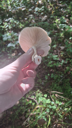 Гриб из Витебск