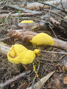 Гриб из Нижний Новгород