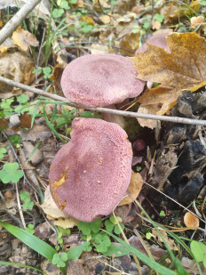 Рядовка жёлто-красная