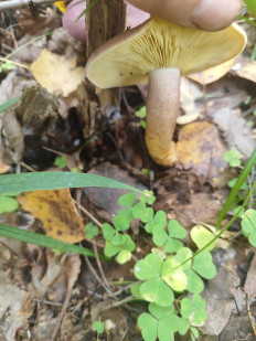 Рядовка жёлто-красная