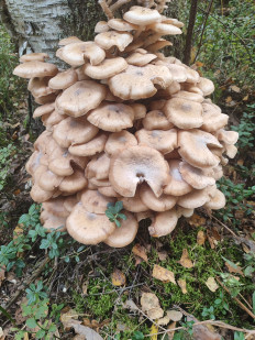 Гриб из Нижний Новгород