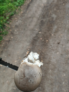 Гриб из Минская область