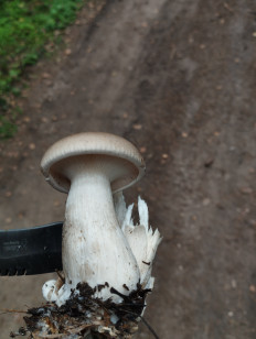 Гриб из Минская область