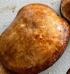 Гриб из Вологда