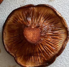 Гриб из Вологда