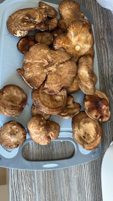 Гриб из Вологда