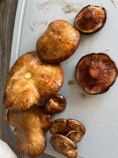 Гриб из Вологда