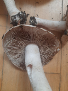 Гриб из Чебоксары