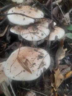 Гриб из Чебоксары