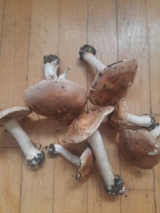 Гриб из Чебоксары