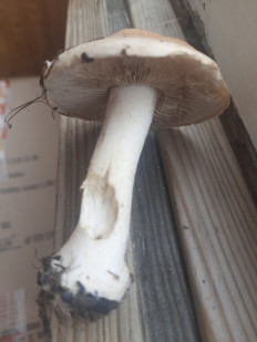 Гриб из Чебоксары