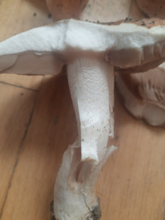 Гриб из Чебоксары