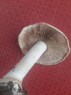 Гриб из Чебоксары