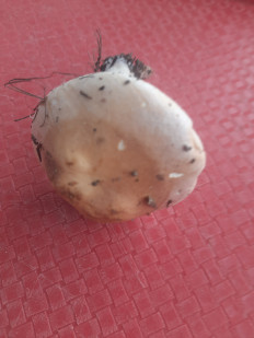 Гриб из Чебоксары