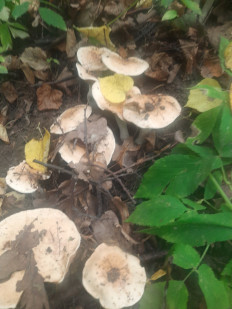 Гриб из Чебоксары