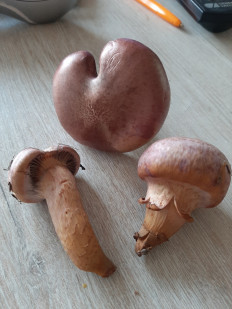 Мокруха пурпуровая