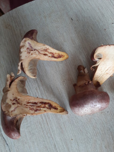 Мокруха пурпуровая