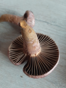 Мокруха пурпуровая