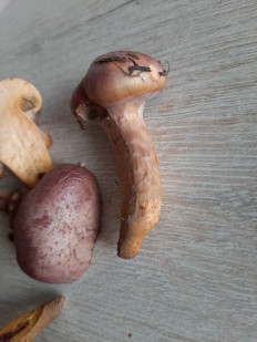 Мокруха пурпуровая