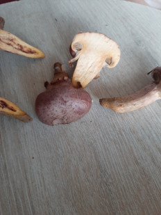 Мокруха пурпуровая