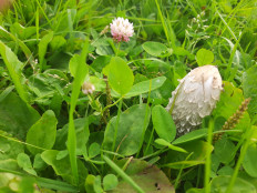 Навозник белый