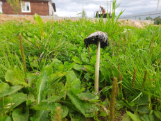 Навозник белый