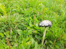 Навозник белый