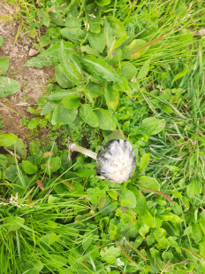 Навозник белый