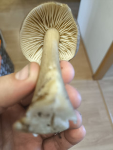 Гриб из Набережные Челны