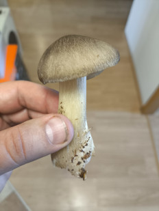 Гриб из Набережные Челны